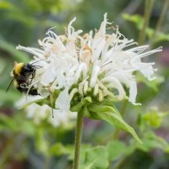 Monarde Schneewittchen - Fleurs blanches, jardin vivant