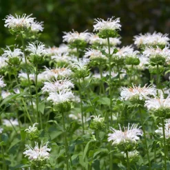 Monarde Schneewittchen - Fleurs blanches, jardin vivant