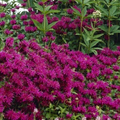 Monarde Scorpion - Le jardin qui attire les papillons