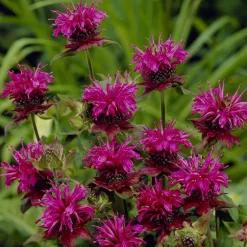 Monarde Scorpion - Le jardin qui attire les papillons