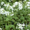 Monnaie du Pape à fleurs blanches - Des lunes nacrées au jardin