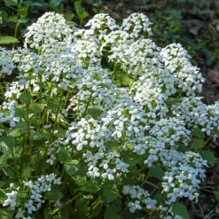 Monnaie du Pape à fleurs blanches - Des lunes nacrées au jardin