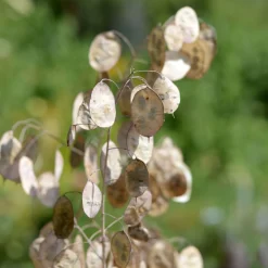 Monnaie du Pape à fleurs blanches - Des lunes nacrées au jardin