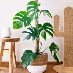 Monstera Deliciosa Variegata - La star déco aux feuilles rares