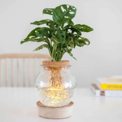 Monstera et son Ampoule vase avec LED - Robuste et décorative d'intérieur