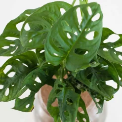 Monstera et son ampoule vase - Idéale pour un effet tropical immédiat