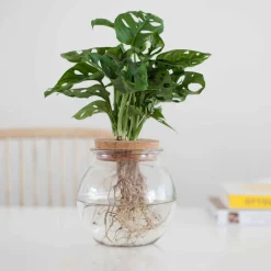 Monstera - L'effet jungle en un geste
