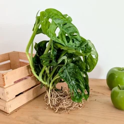 Monstera - L'effet jungle en un geste