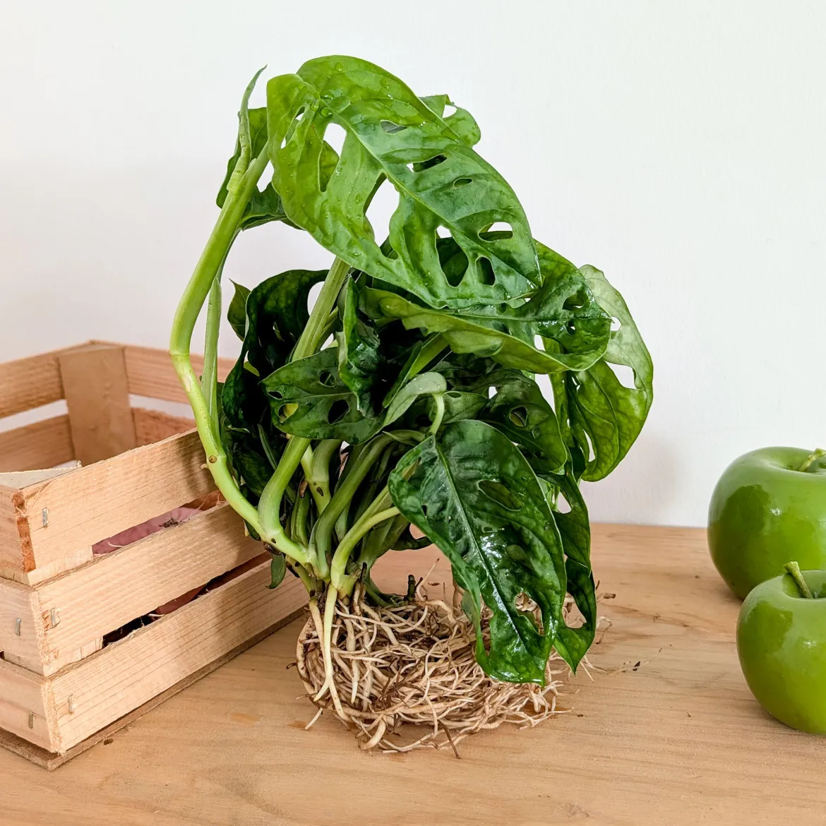 Monstera - L'effet jungle en un geste