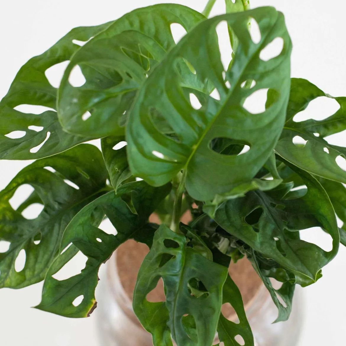 Monstera - L'effet jungle en un geste