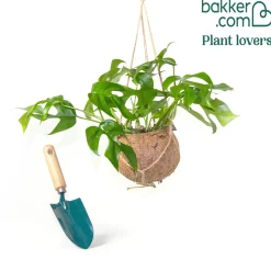 Monstera minima et son pot en fibre de noix de coco - L'effet jungle sans effort
