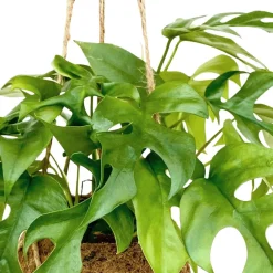 Monstera minima et son pot en fibre de noix de coco - L'effet jungle sans effort