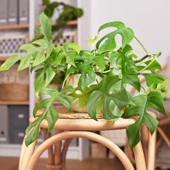 Monstera Minima - L'effet jungle en version mini