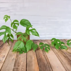 Monstera Minima - L'effet jungle en version mini