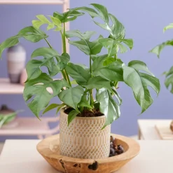 Monstera Minima - L'effet jungle en version mini