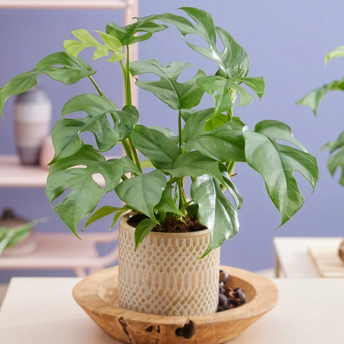 Monstera Minima - L'effet jungle en version mini