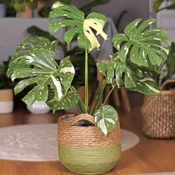 Monstera Thai Constellation - La star déco panachée