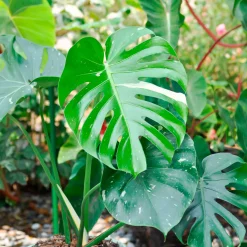 Monstera Thai Constellation - La star déco panachée