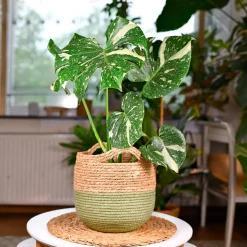 Monstera Thai Constellation - La star déco panachée