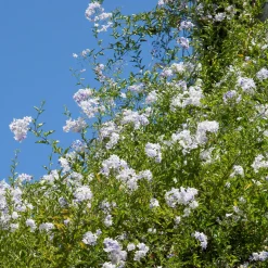 Morelle faux-jasmin - Un mur fleuri tout l'été