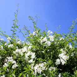 Morelle faux-jasmin - Un mur fleuri tout l'été