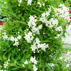 Morelle faux-jasmin - Un mur fleuri tout l'été
