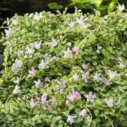 Mouron délicat - Un tapis rose au bord de l'eau