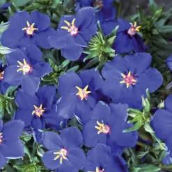 Mouron à grandes fleurs Blue Noon - Un bleu rare tout l'été