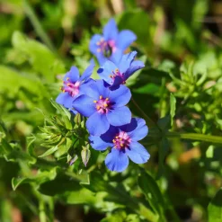 Mouron à grandes fleurs Blue Noon - Un bleu rare tout l'été