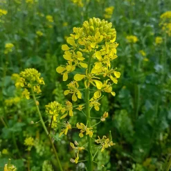 Moutarde blanche - Engrais vert et fleurs en 8 semaines