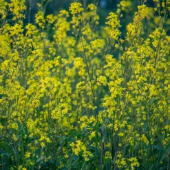 Moutarde blanche - Engrais vert et fleurs en 8 semaines