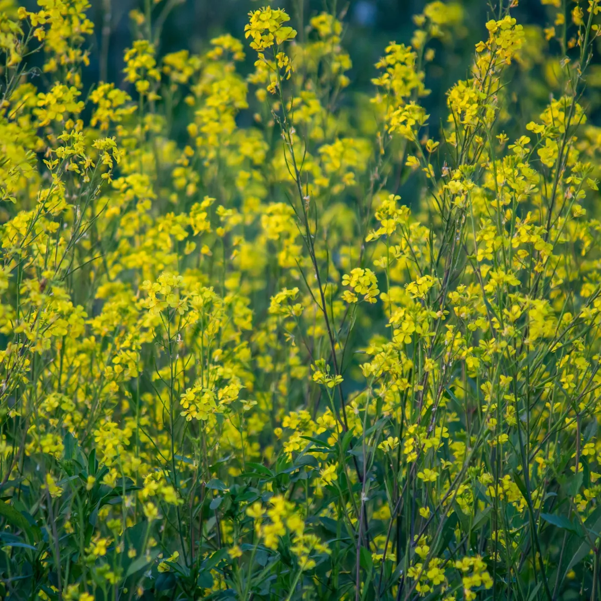 Moutarde blanche - Engrais vert et fleurs en 8 semaines