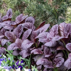 Moutarde rouge de Chine Red Giant Bio - Feuilles épicées en 40 jours