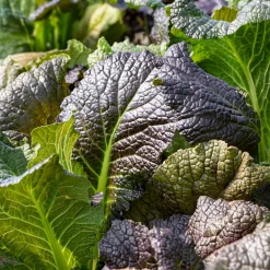 Moutarde rouge de Chine Red Giant Bio - Feuilles épicées en 40 jours