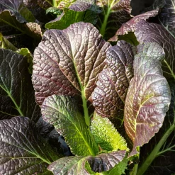 Moutarde rouge de Chine Red Giant Bio - Feuilles épicées en 40 jours