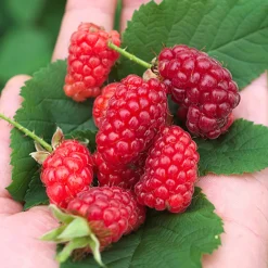 Mûre-framboise Bounty Berry - Le fruit qui régale tout l'été