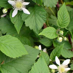 Mûre-framboise Bounty Berry - Le fruit qui régale tout l'été