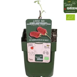 Mûre-framboise 'Tayberry' - Deux fruits en un seul plant