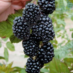 Mûrier aux fruits géants Triple Crown - Des mûres XXL sans épines