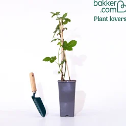 Mûrier Cascade noire - Des mûres même sur balcon