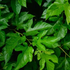 Mûrier de Corée 'Mulle' - Des mûres dès la 1re année