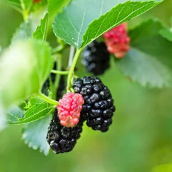 Mûrier de Corée 'Mulle' - Des mûres dès la 1re année