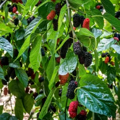 Mûrier de Corée 'Mulle' - Des mûres dès la 1re année