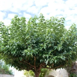 Mûrier à grandes feuilles - De l'ombre et des fruits vite