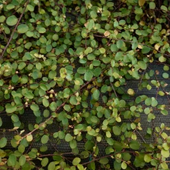 Muehlenbeckia complexa - Cascade verte sans effort