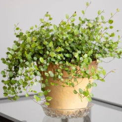 Muehlenbeckia complexa - Cascade verte sans effort