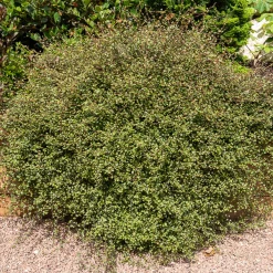 Muehlenbeckia complexa - Cascade verte sans effort