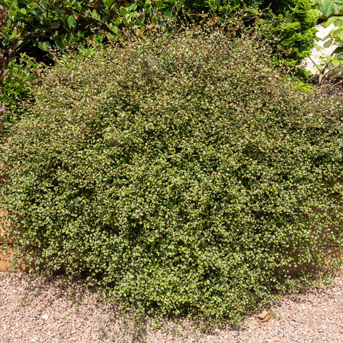 Muehlenbeckia complexa - Cascade verte sans effort