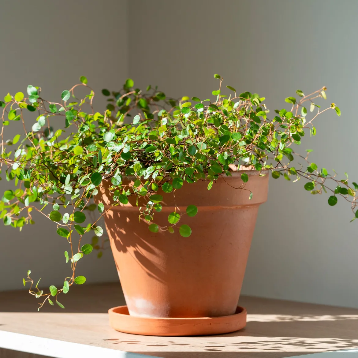 Muehlenbeckia complexa - Cascade verte sans effort