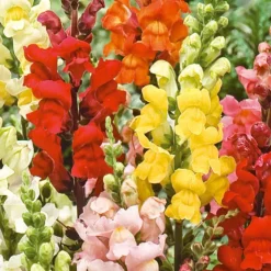 Muflier demi-naine Rainbow en mélange - Des couleurs tout l'été